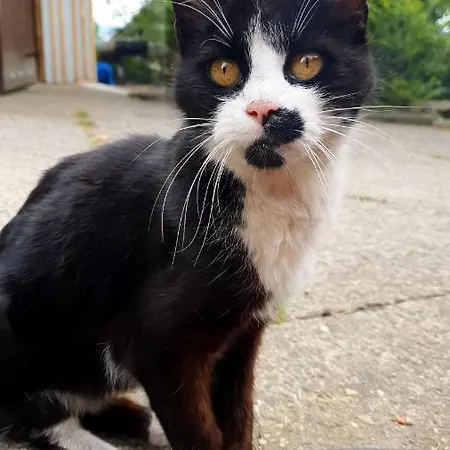 Holiday home Freitraum *