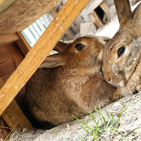 Holiday home Freitraum *